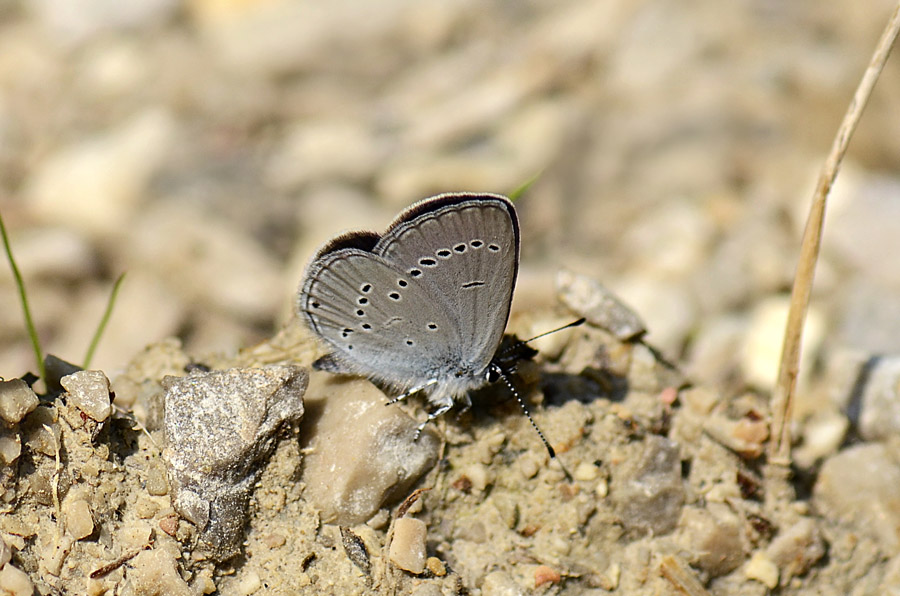 Celastrina argiolus e Cupido minimus ?